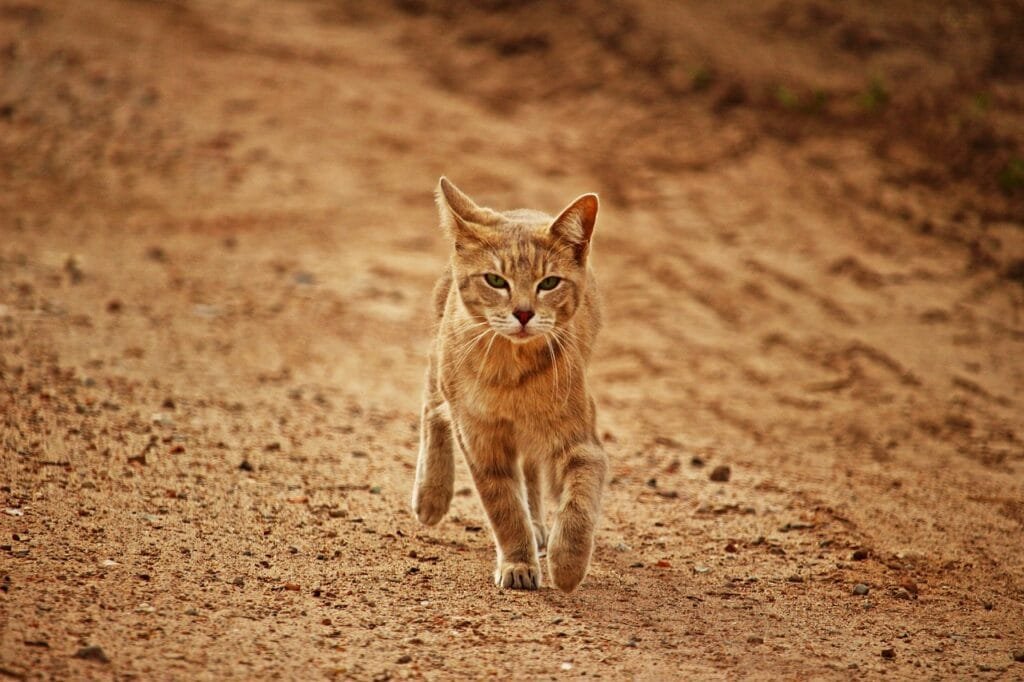 An orange tabby cat walking toward the camera along a dusty, rocky path, with a determined expression and warm sunlight.