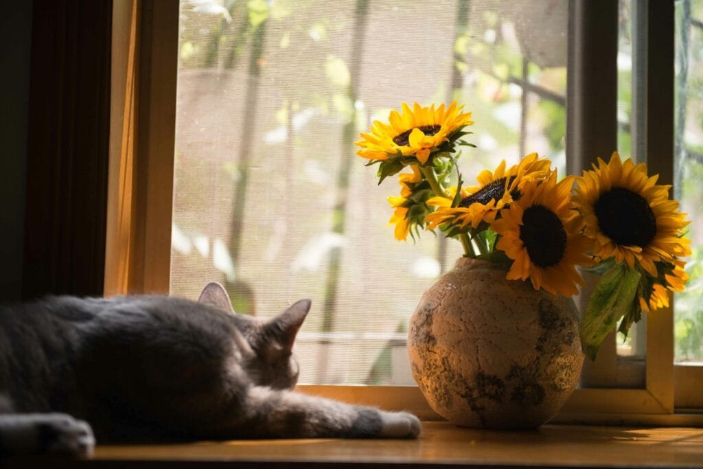 Strong Smells Cats Avoid A gray and white cat is curled up and sleeping on a windowsill next to a rustic vase of bright yellow sunflowers. The scene is softly lit by natural light coming through the window.