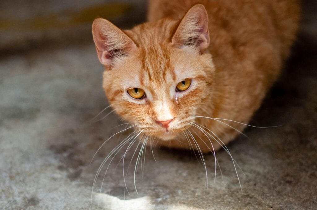 How Do Cats Act When They Are Sick? Close-up of an orange tabby cat with amber eyes and visible eye discharge, suggesting possible illness or irritation.